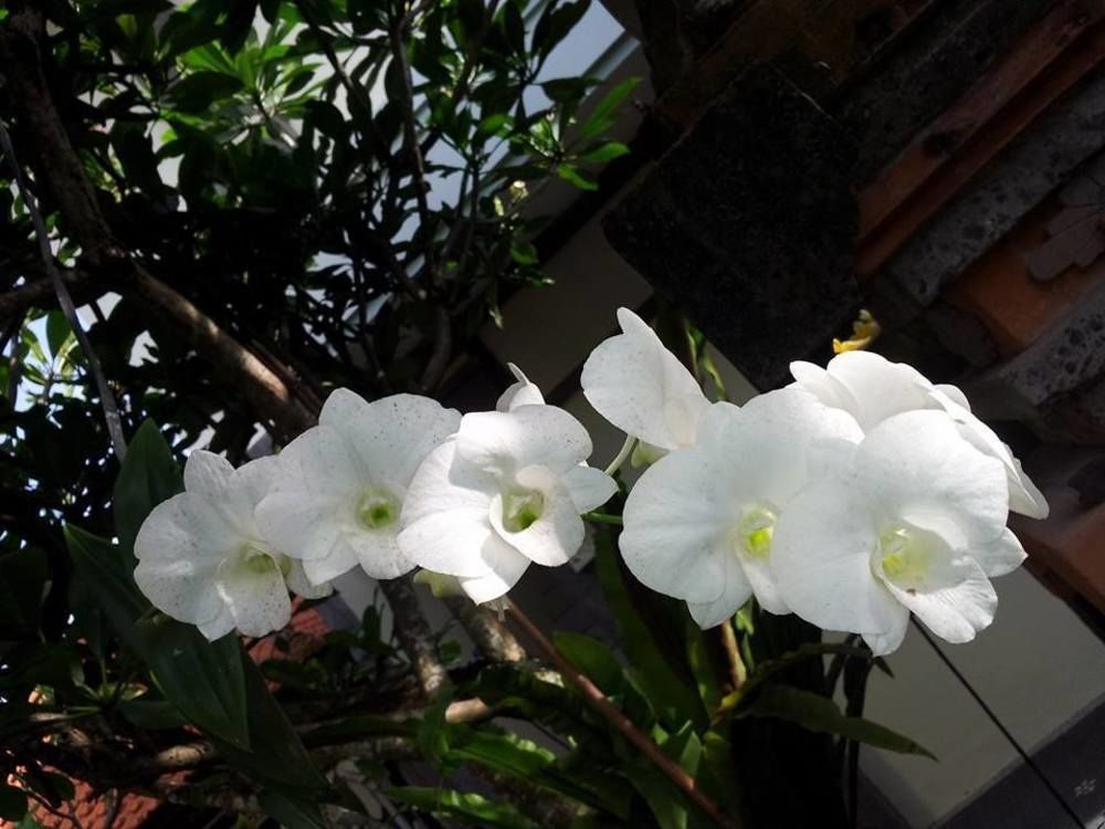 Surya Inn Kuta Lombok Buitenkant foto
